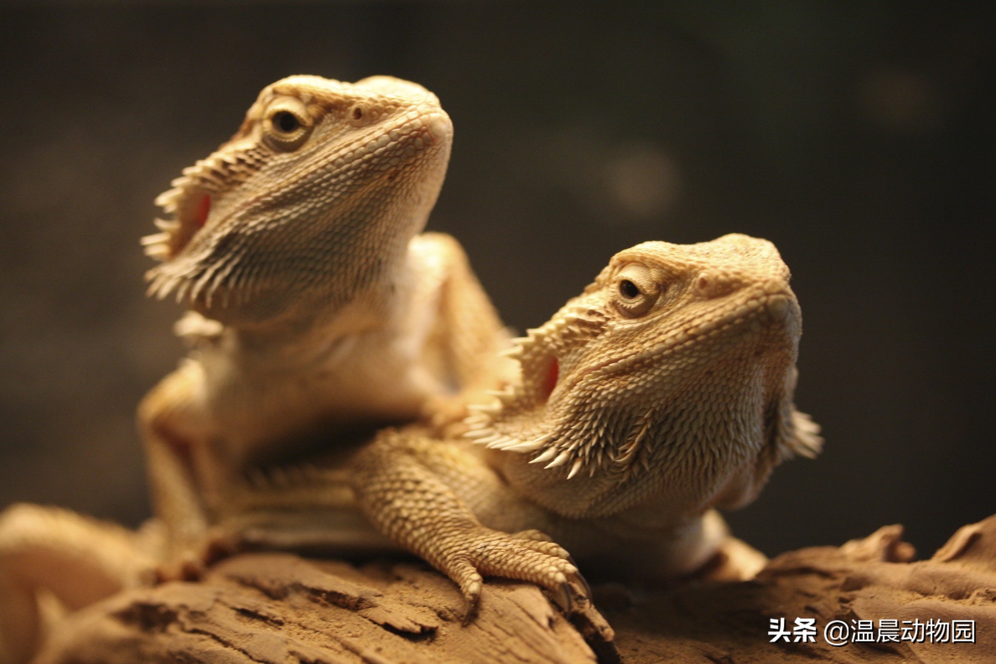 养鬃狮蜥需要知道什么,鬃狮蜥新手养公的