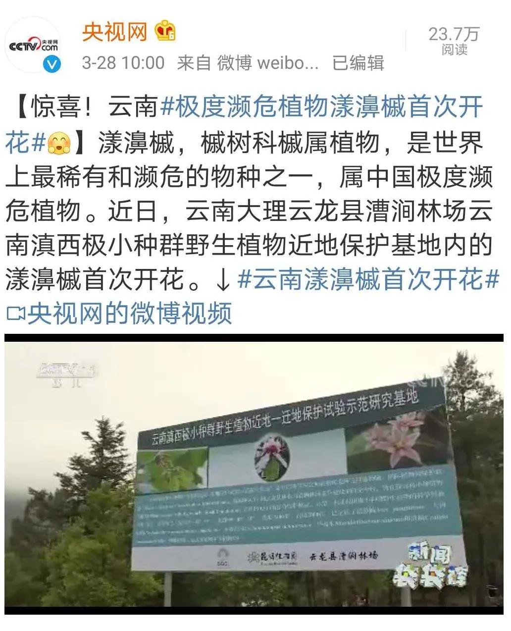 大理云龙上央视啦！这次因为漾濞槭