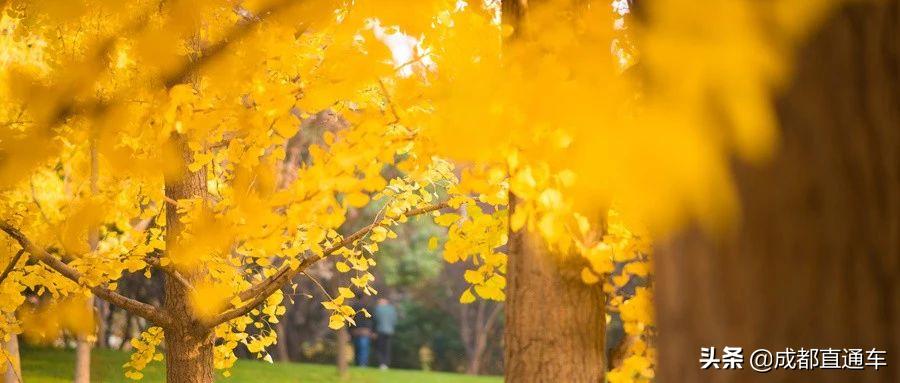 电子科技大学银杏节预约,电子科大银杏全景直播来啦