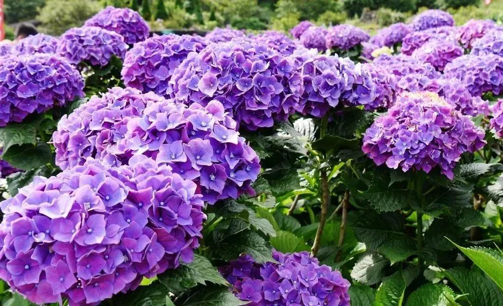 蓝紫色花系植物,蓝紫色系花境植物