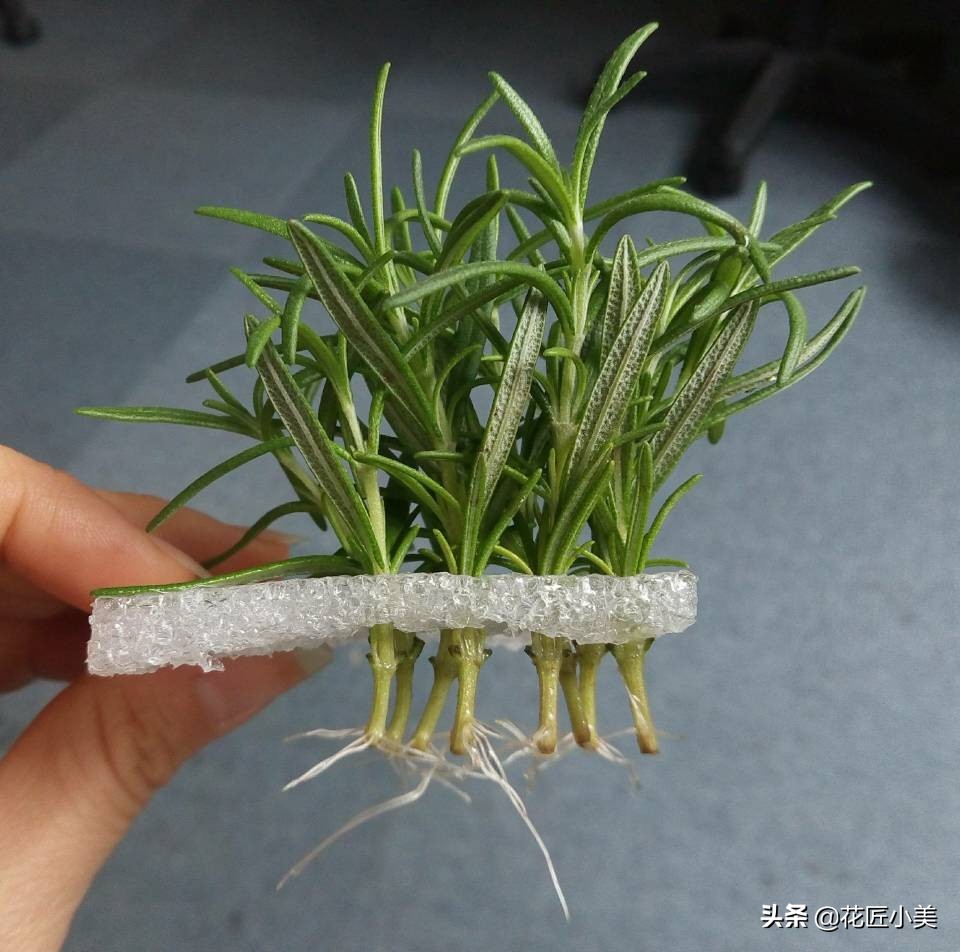 可食用迷迭香盆栽驱蚊植物怎么养,可以吃也可以驱蚊的草