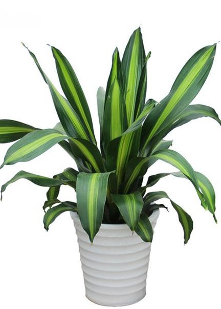 什么绿植吸收甲醛最好,大绿植吸甲醛比较好的都有什么