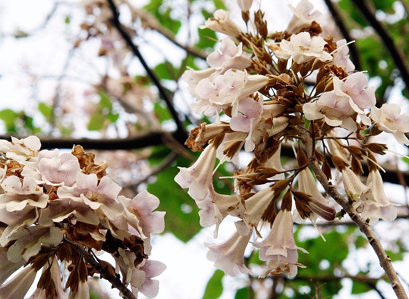 农村庭院树木栽什么好,农村庭院种植什么树好