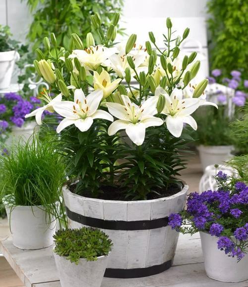 百合花怎样养才能开花更久,养了一个月的百合不开花