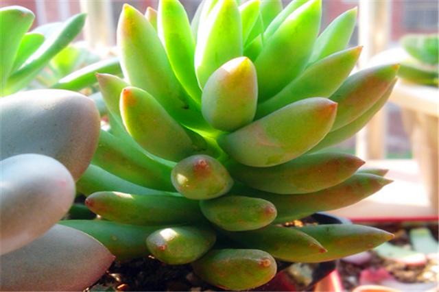 千佛手多肉如何养老桩好看,多肉千佛手好养吗