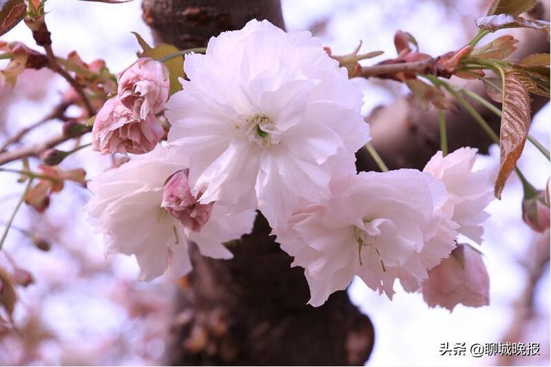 樱花王国樱花节,樱花盛开节