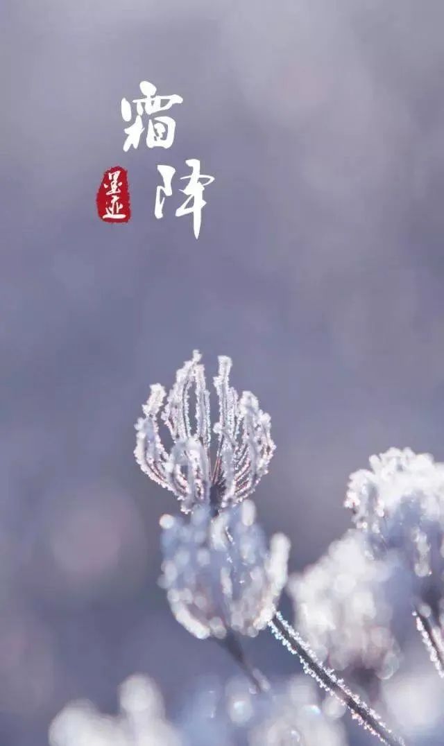 「霜降特刊」一层层伏肩的秋霜，是季节给我伤口敷上的膏药