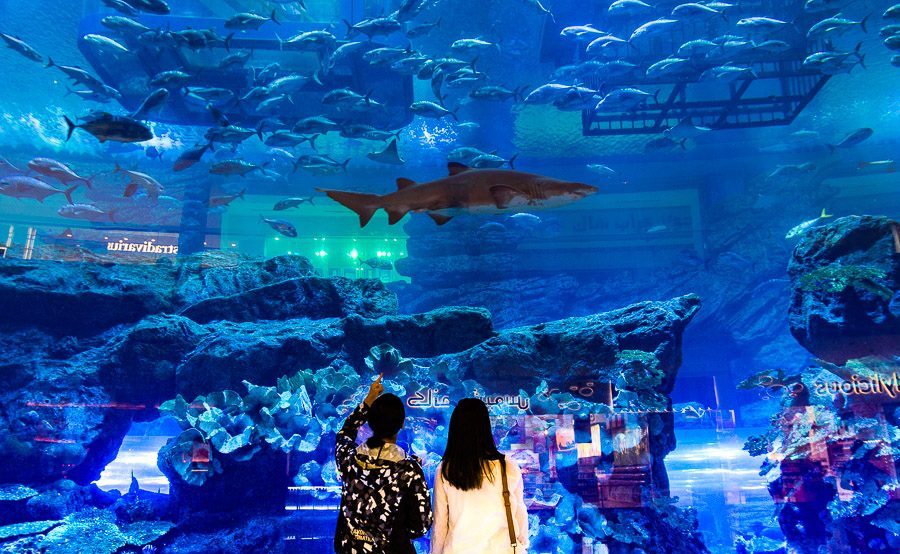 迪拜喷泉旅游攻略,迪拜水族馆游玩攻略