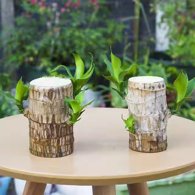 好养的盆栽花卉大全,人养花花