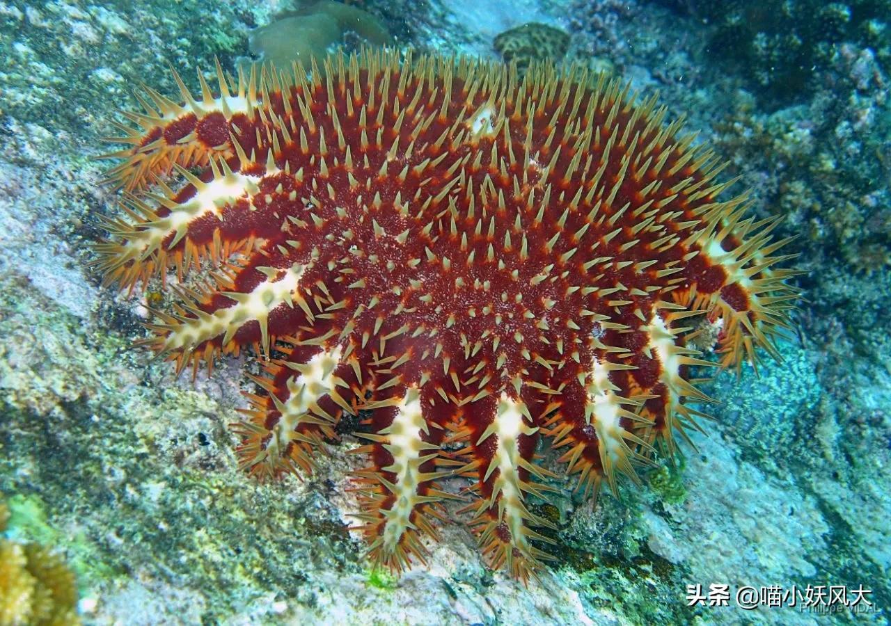 吃海螺犯法吗,吃海螺也犯法吗