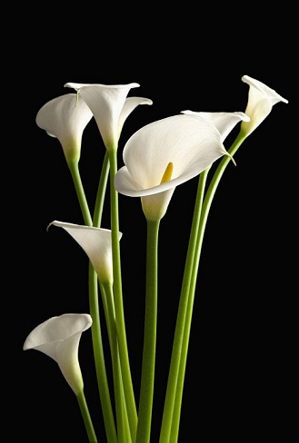 马蹄莲怎样养才开花多,马蹄莲要怎么养才会开花