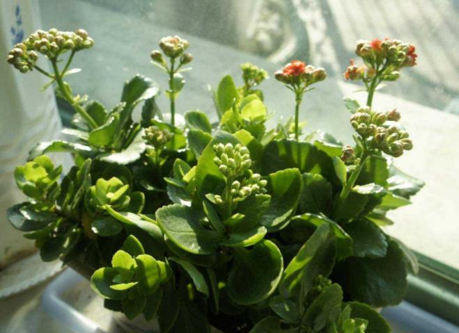 养吊兰绿萝用什么盆栽,绿萝吊兰怎样养