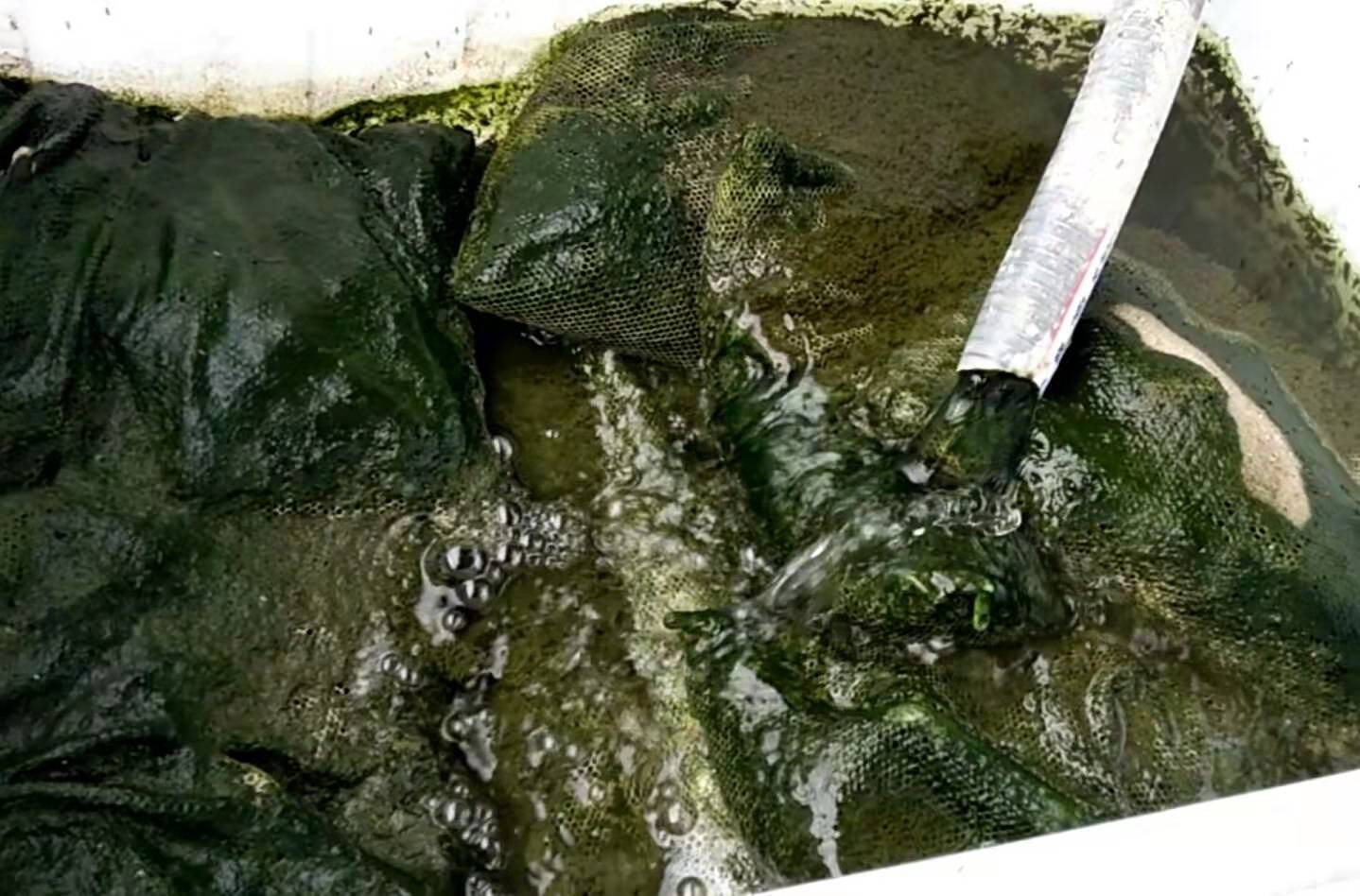 我们养的金鱼有什么品种,我们养鱼的时候怎样才能把它养活