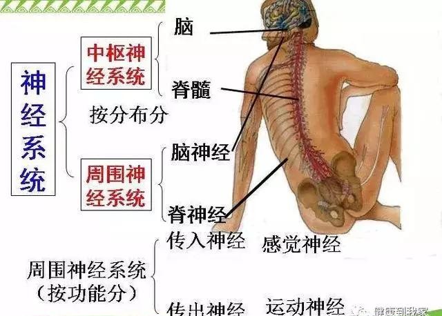 人体八大系统查体,科普讲解人体八大系统4分钟