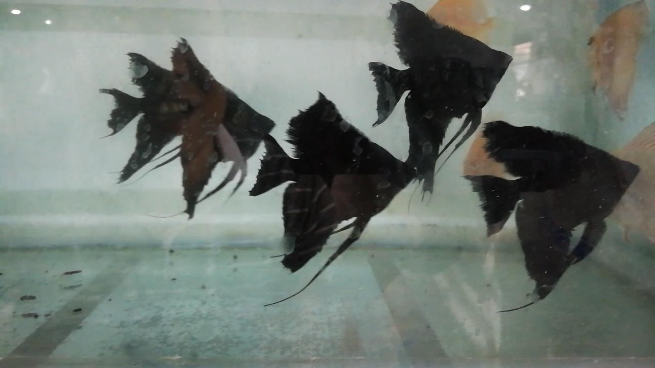 淡水水族馆观赏鱼市场,废弃花鸟市场捡漏观赏鱼