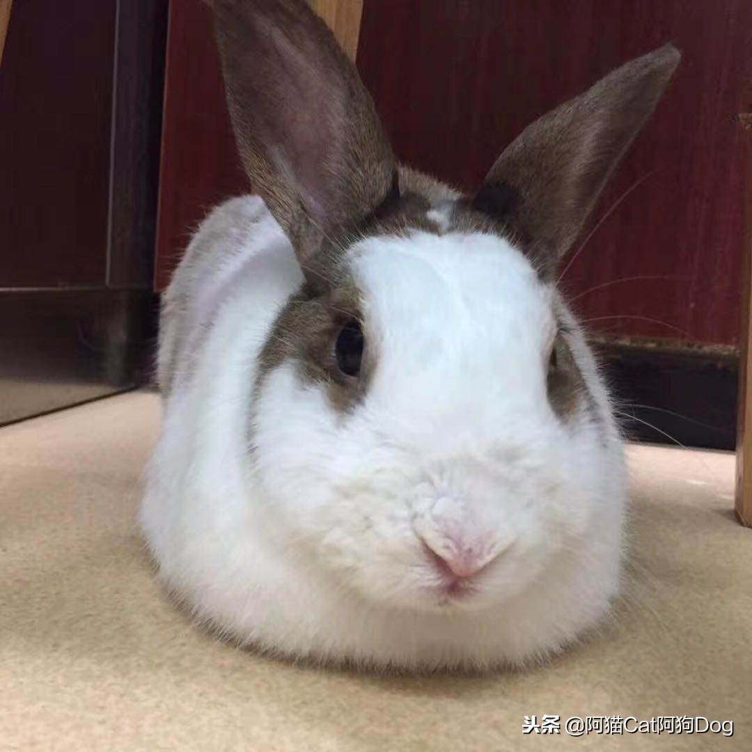 垂耳兔宠物兔子怎么养,兔子怎么养新手学生党宠物
