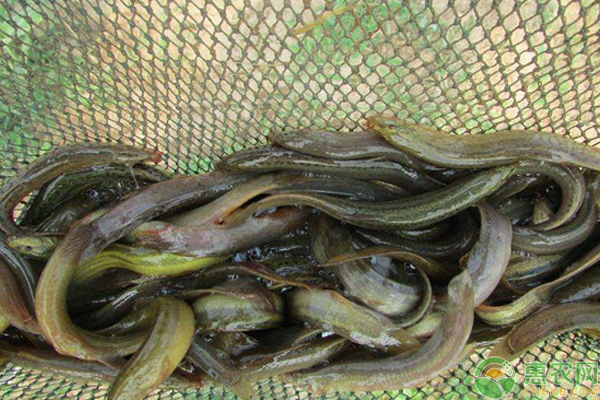 泥鳅养殖池塘防水布,泥鳅的养殖技术和方法视频播放