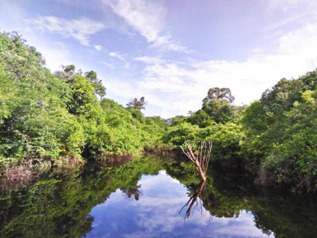 亚马逊雨林是世界上最大的雨林,亚马逊热带雨林最大的生物