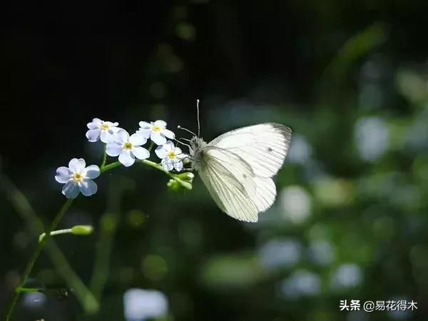 盆栽飞虫怎么杀,盆栽小黑飞虫怎么治