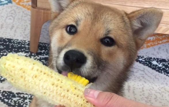 戈赞养宠物视频,罗威纳犬咬伤狗怎么处理