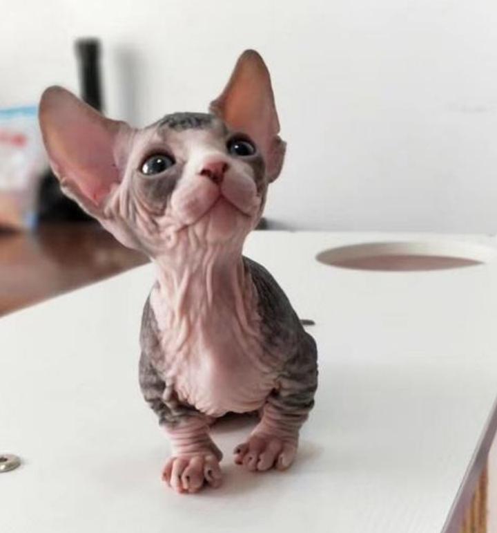 矮脚长毛大松尾拿破仑猫,长毛大尾巴拿破仑矮脚猫