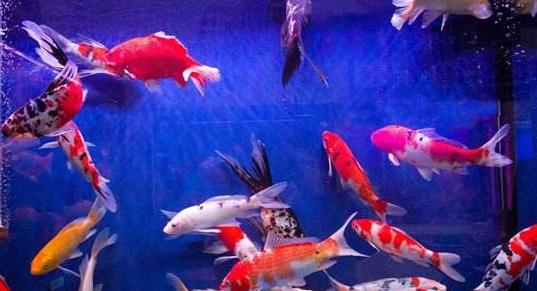 观赏鱼四季喂食,观赏鱼平常要怎么管理才能养好