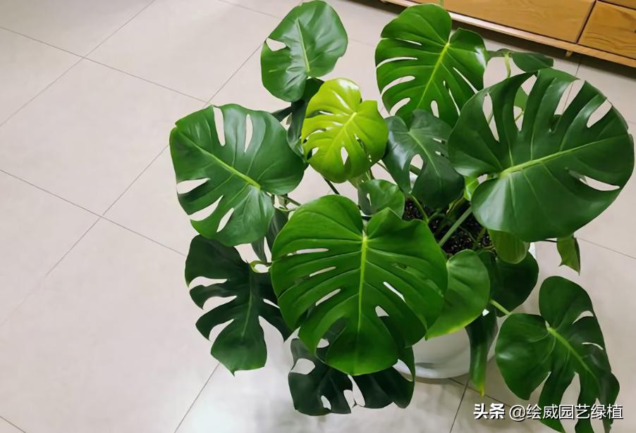 龟背竹养护的正确方法,龟背竹的叶片大而油绿