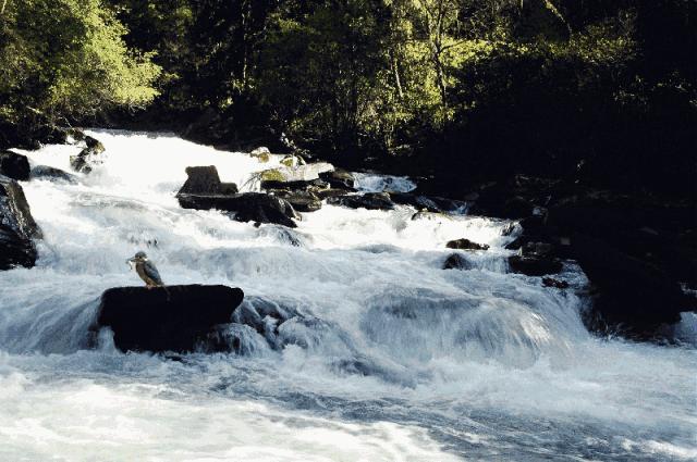 虫草山水画,四季花草山水画作品欣赏