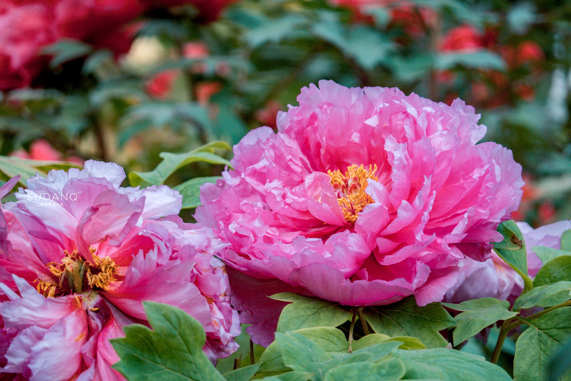 洛阳牡丹甲天下还有吗,洛阳牡丹甲天下的美景