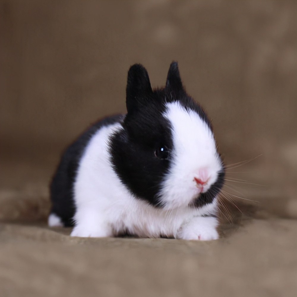 宠物兔价格一般多少钱一只,宠物兔的价格是多少钱一个