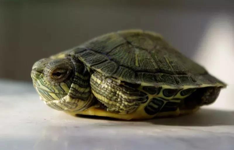 动物类作文写作技巧,如何写动物类作文大全