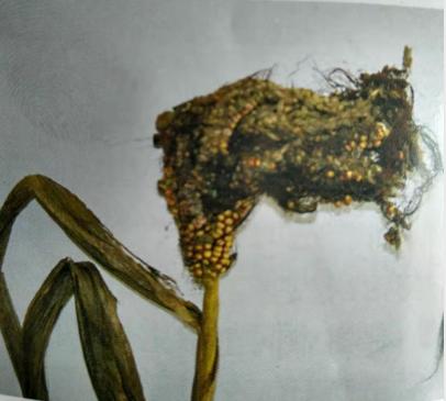 玉米为何出现“两性穗”,主要原因有哪些?该如何有效防治?