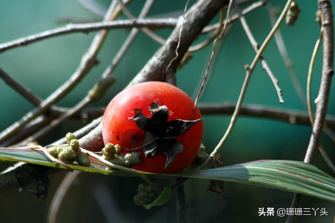 广州的后花园,广州的后花园是哪