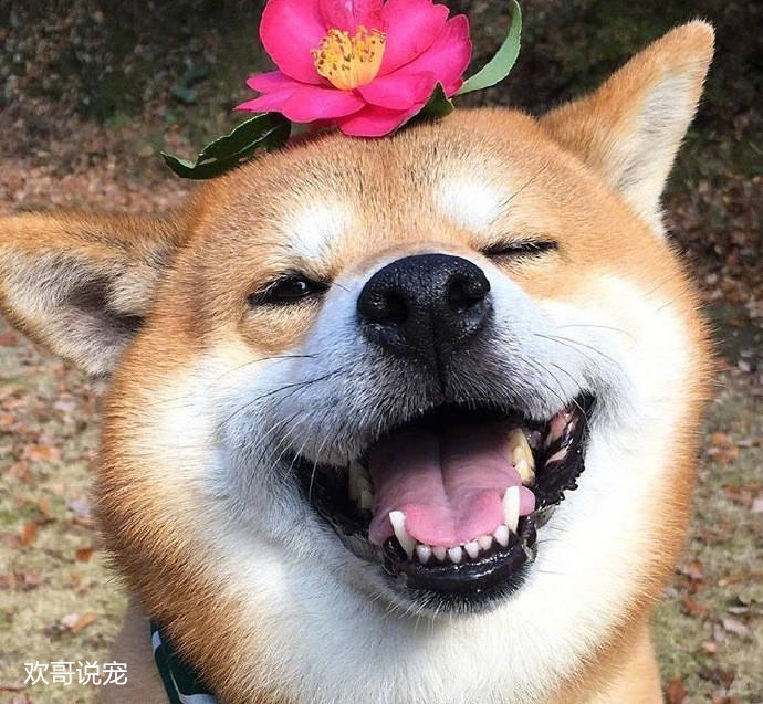 养宠经验狗狗受凉拉稀会自愈吗,幼犬狗拉稀怎么办快速解决