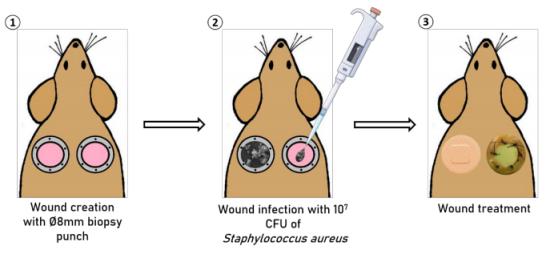 抗菌电纺百里酚负载聚己内酯垫的体内效应研究