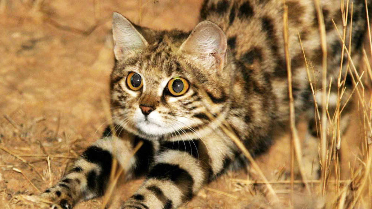 非洲最小的猫,猫科捕猎效率最高的“杀戮机器”,被全世界禁养