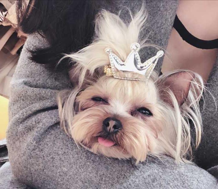 约克夏犬为啥那么多人养,为什么说约克夏是最难养的狗