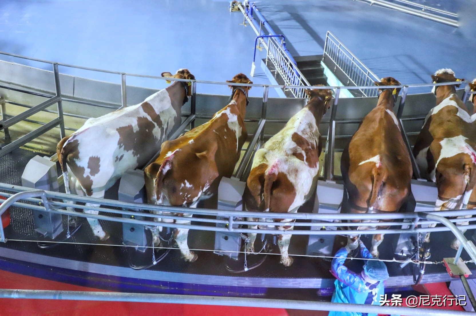 山东龙口之旅：4000头奶牛同时挤奶场面壮观，鲜奶的味道很特别