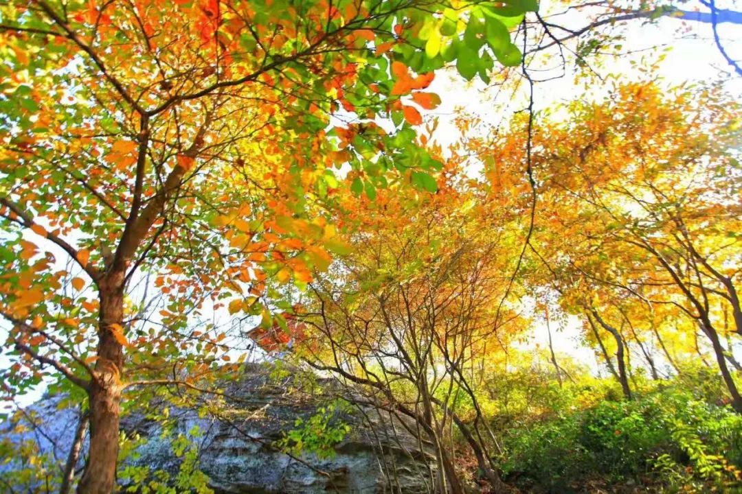 清凉寨丨“枫”景尚好,年会火热预定中!