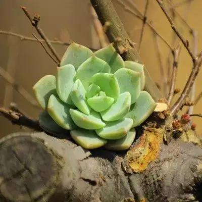 容易爆盆又好养的多肉你值得拥有,容易养好养活而且便宜的多肉