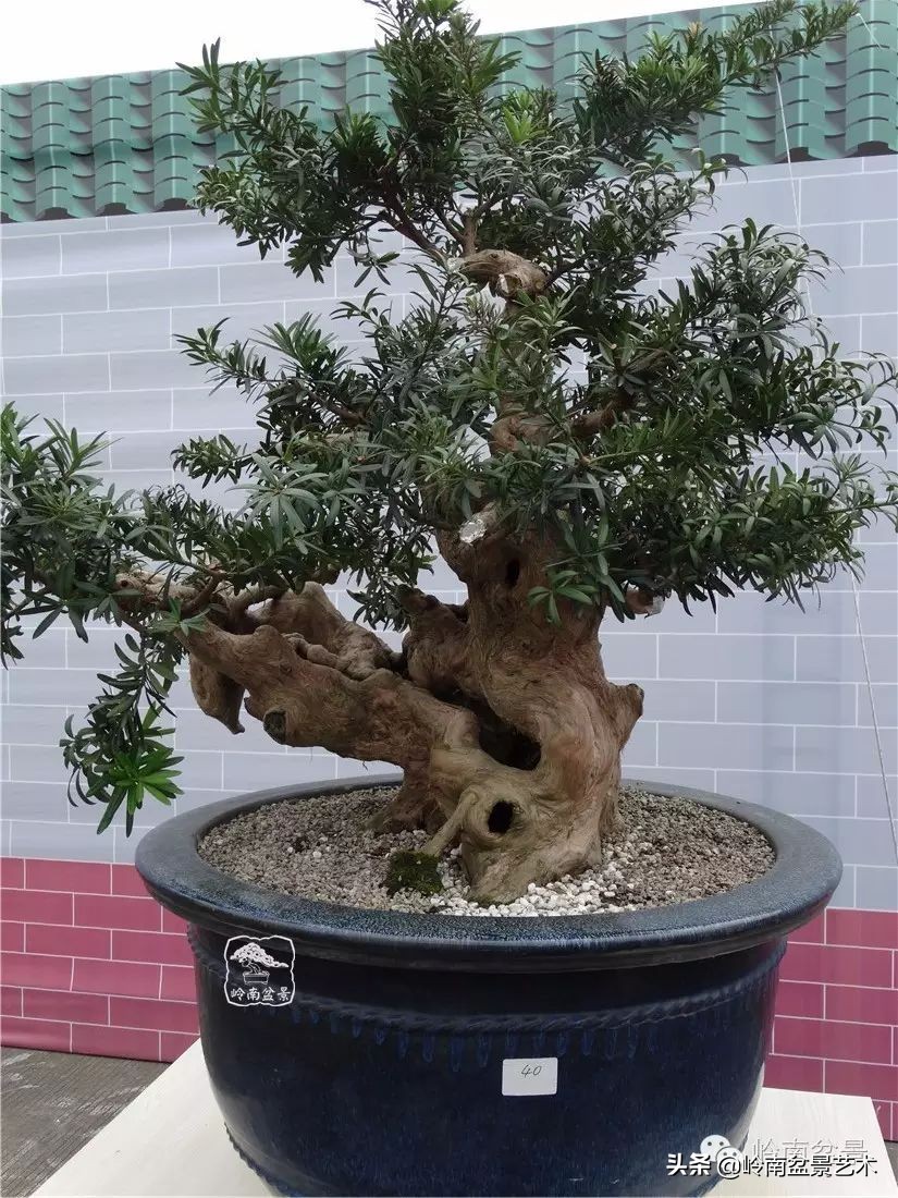 罗汉松盆景开运招财，非其莫属！清风雅韵，当之无愧！