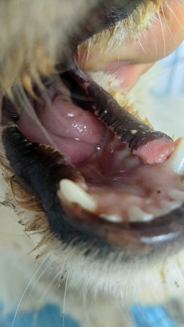 香砂六君丸补气血,香砂六君子汤补什么