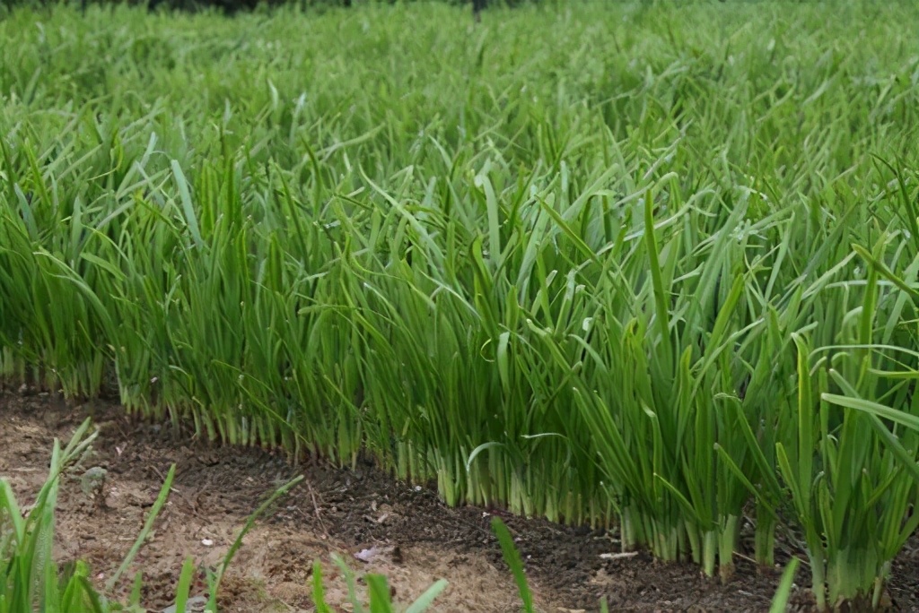 韭菜有补肾壮阳的药效吗,韭菜根有补肾壮阳的药效吗