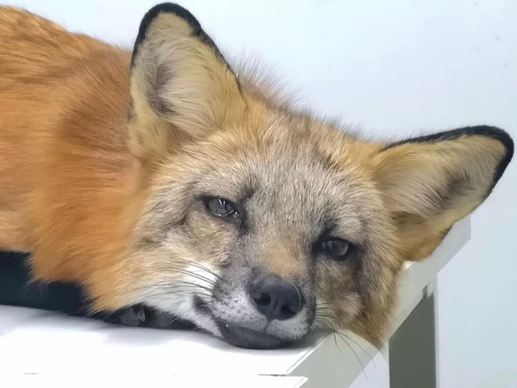 2019宠物排名,2022宠物排行榜