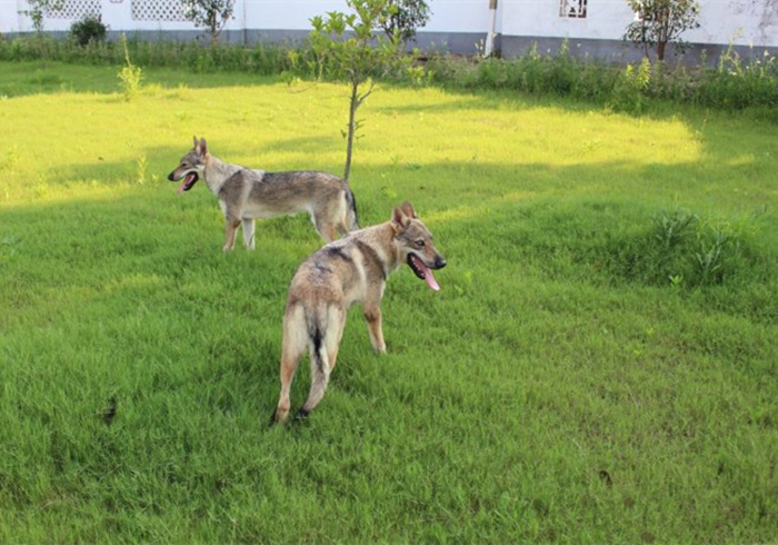 主人听见狗叫后推窗,却看见院中竟有两匹狼,报警后才知其身份