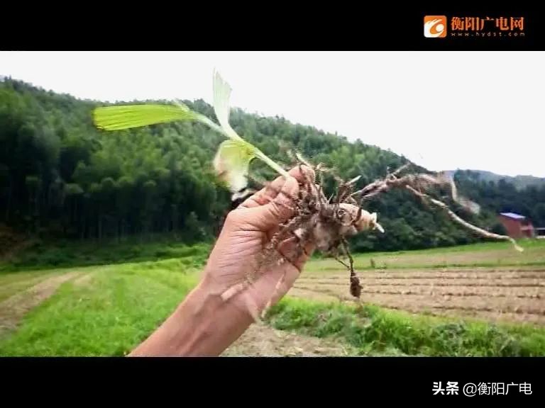 初心璀璨,3：聂庆华：“郎中书记”治“穷病”