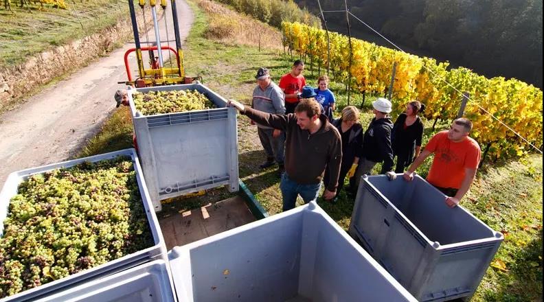 vdp德国酒庄联盟,vdp莱茵高半干白葡萄酒