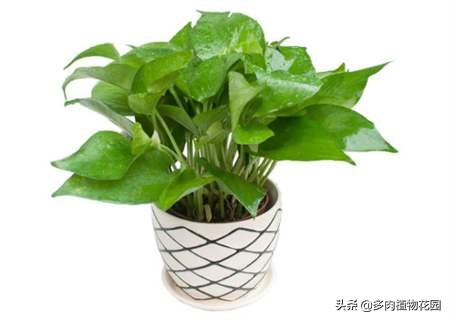 绿萝老是养死是什么原因 (绿萝养护要注意哪几个方面)