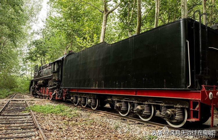 济南一颗梧桐树,济南的法国梧桐