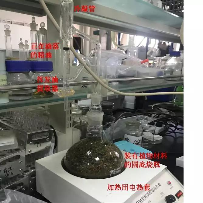 依兰精油的功效与作用,茶树精油的功效与作用